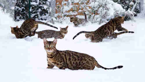 Many Bengal Cats playing in Snow