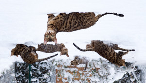 Many Bengal Cats playing in Snow